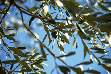 Olives on the branch on an olive tree on a sky background.
