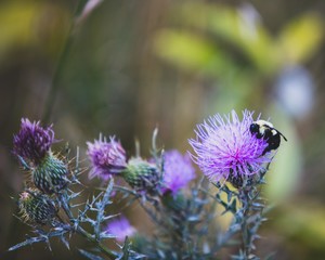 bee on flower