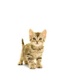 Tabby turkish angora cat standing isolated on a white background