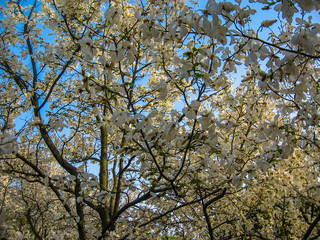 Blossoming of white magnolia flowers in spring time, natural floral seasonal background 