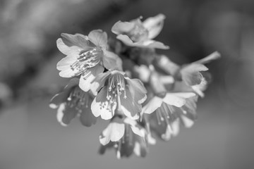 Fototapeta na wymiar cherry blossoms black and white