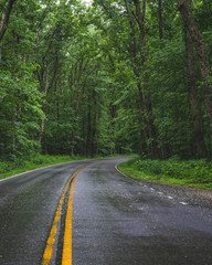 Fototapeta na wymiar Rainy Road in Shenandoah National Park