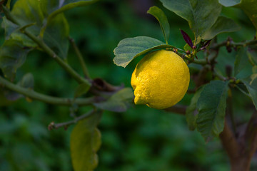 Yellow lemon on tree