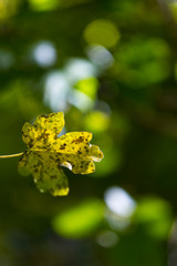 Maple leaves in autumn, Forest in autumn in the Tobía River Valley,  La Rioja, Spain, Europe