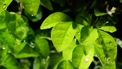 green leaves background