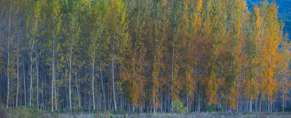 Poplar plantation with fall colors, Bobadilla, La Rioja, Spain, Europe