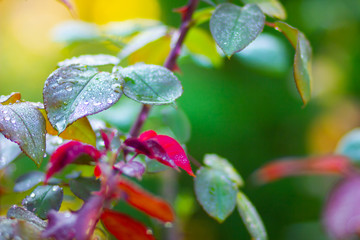 Rose leaves in dew. Green leaves in drops of water. Copy space