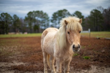 Miniature horse