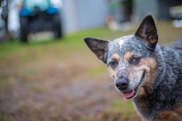 Australian Shepherd Smile