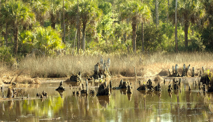 Florida Swamp