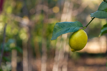 Yellow lemon with a leaf on the tree