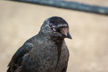 Jackdaw Closeup