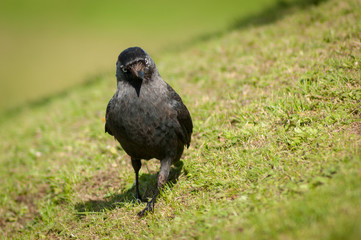 Jackdaw on Grass