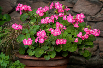 Pink Geraniums in Planter