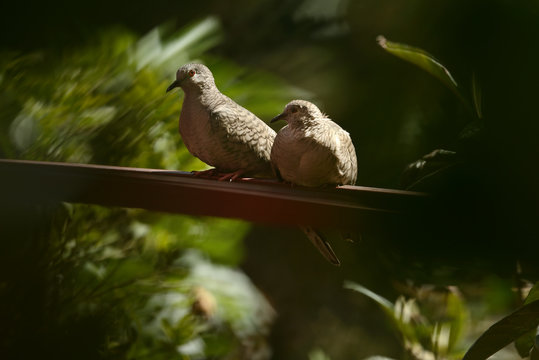Pareja de tortolitas