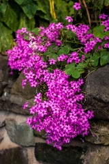 Small Pink Flowers on Wall