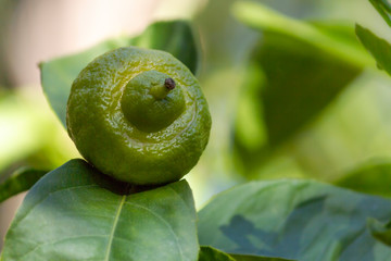 A growing lemon on the tree.