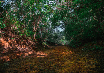 Dirt Road in Mexican Jungle Rainforest.