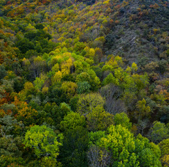 Fototapeta premium Forest in autumn in the Monastery of Valvanera, La Rioja, Spain, Europe