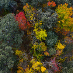 Fototapeta na wymiar Mediterranean forest in Autumn, La Rioja, Spain, Europe