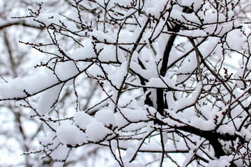 branches of trees covered with snow in winter