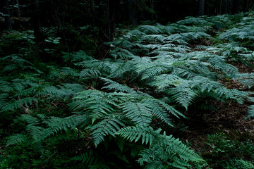 FERN IN THE FOREST