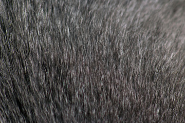 gray cat fur very close up. background and texture