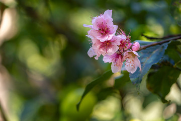 Nectarine blooming flowers