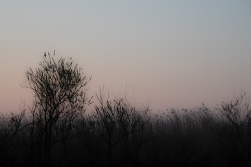 Silhouette einer Landschaft im Morgendunst