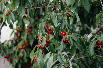 Ripe bunches of red cherries on the branches of a tree