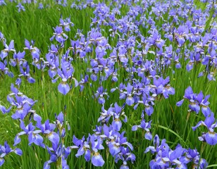 Obraz premium Iris sibirica.