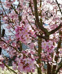 cherry blossom