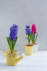 Fresh blue hyacinth potted in the yellow watering-can on white wooden background
