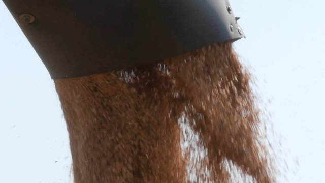 Corn Falling from Combine Auger into Grain Cart