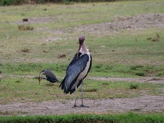 Vogel Geier Afrika Uganda Safari