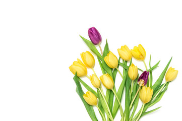 Yellow purple tulip flower bouquet white background