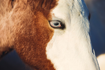 Close up of blue eye and bald face marking on red roan weanling horse.