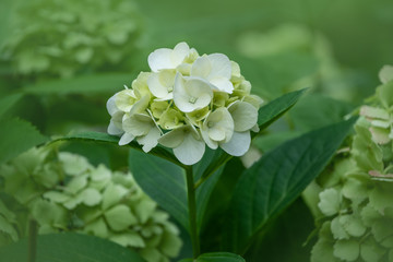 Hydrangea macrophylla Hortensia white flowers. Close up hortensia on a sunny summer day