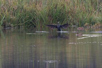 Kormoran