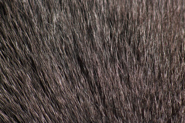 gray cat fur very close up. background and texture