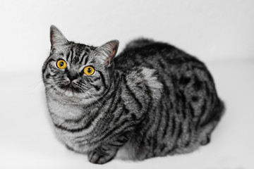portrait cat, Katze, silver tabby, BKH, Britisch, 