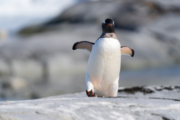 Gentoo penguin walking on rocks in Antarctica
