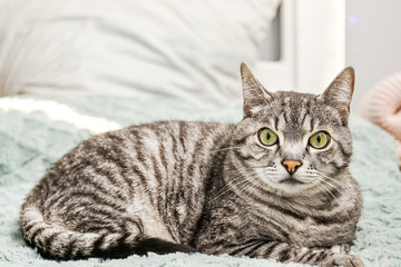 Cute cat on bed at home