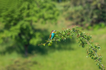 Merops apiaster colorful bird on nice green background with beautiful bokeh 