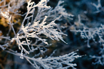 Winter frost close up on plant, cold morning in nature.