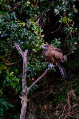 black kite