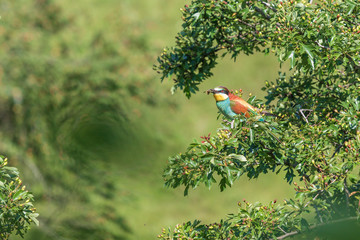 Merops apiaster colorful bird on nice green background with beautiful bokeh 
