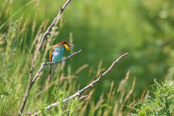 Merops apiaster colorful bird on nice green background with beautiful bokeh 