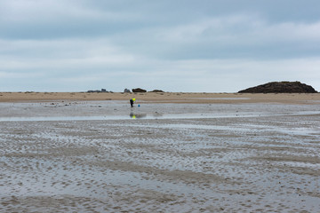 France. Bretagne. A shellfish fisherman on a beach at low tide.. Un pecheur de coquillages sur une plage à marée basse.