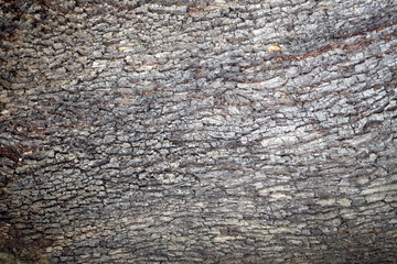 Corteccia di albero da usare come sfondo